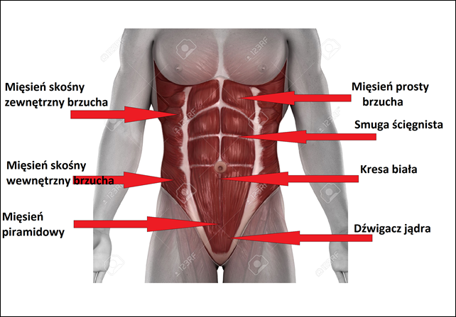 Znalezione obrazy dla zapytania mięśnie brzucha anatomia